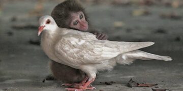 Τα ζώα είναι ό,τι μας απέμεινε από τον παράδεισο