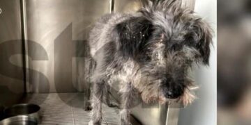 Alldaynews.gr Αυτός είναι ο σκύλος που έθαψε ο 90χρονος ζωντανό στη Θεσσαλονίκη – Ο λόγος που το έκανε