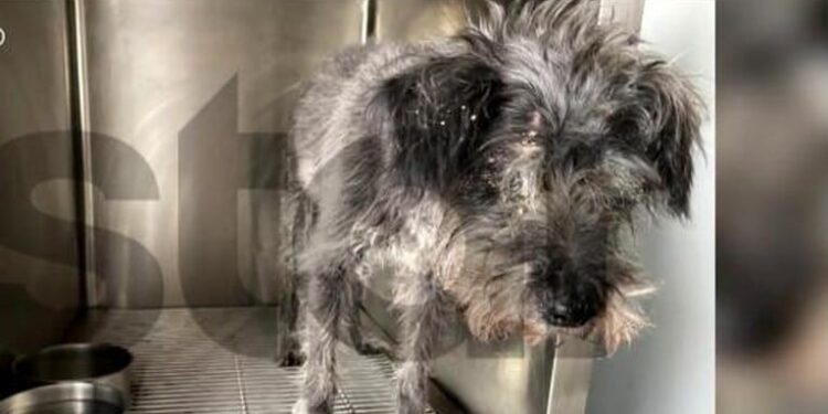 Alldaynews.gr Αυτός είναι ο σκύλος που έθαψε ο 90χρονος ζωντανό στη Θεσσαλονίκη – Ο λόγος που το έκανε