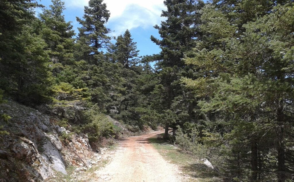 Κρέστενα: Τραγικό τέλος στην υπόθεση εξαφάνισης του 62χρονου Βασίλη Γιαννόπουλου 3 dasos pixabay 1024x634 1