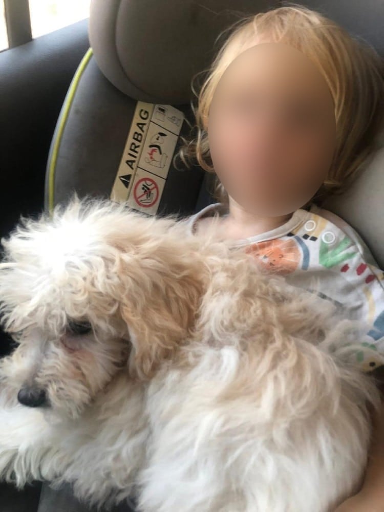 Θρήνος για τον μικρό άγγελο της Ζακύνθου - Αυτός είναι ο λόγος που το πίτμπουλ τον κατασπάραξε και τον σκότωσε 3 dixronos zakynthos skylos 7 12 2025 3