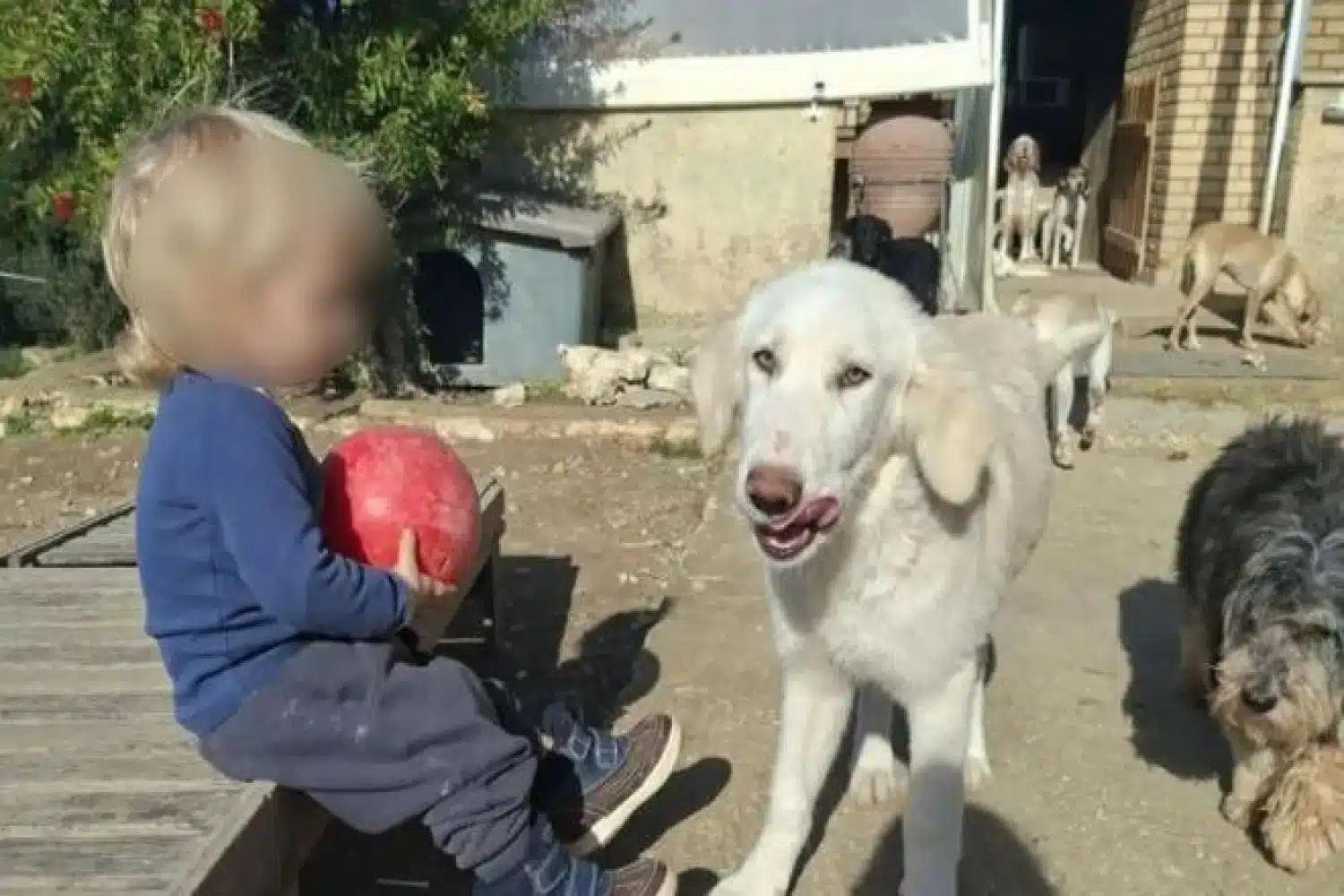 Αυτός είναι το ξανθό αγγελούδι που κατασπάραξε το πίτμπουλ χτες στην Ζάκυνθο - Μαθεύτηκε όλη η αλήθεια 1 dixronos zakynthos skylos 7 12 2025.jpg