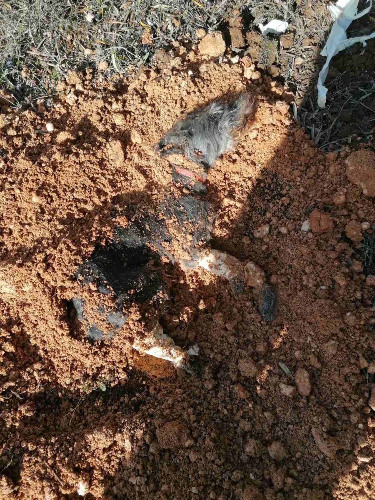 Αυτός είναι ο σκύλος που έθαψε ο 90χρονος ζωντανό στη Θεσσαλονίκη - Ο λόγος που το έκανε 2 g74alobw0aa9frz