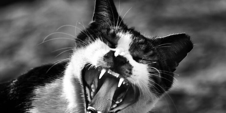 Alldaynews.gr Τι μπορείς να πάθεις από μια γρατζουνιά γάτας;