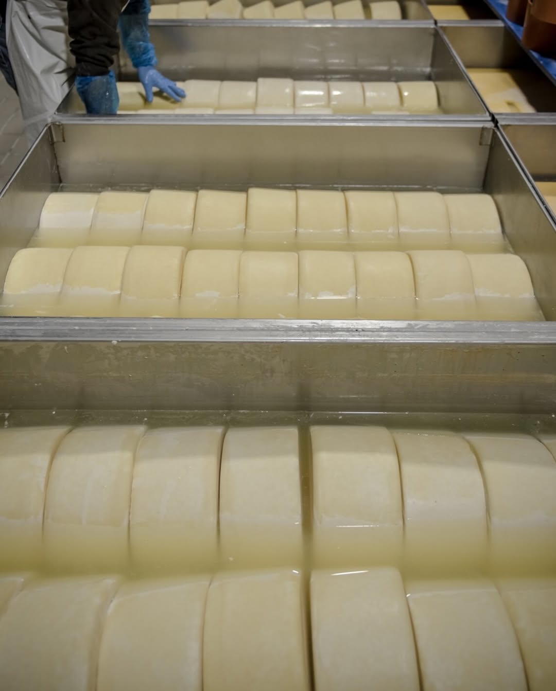 Alldaynews.gr καρχαρία