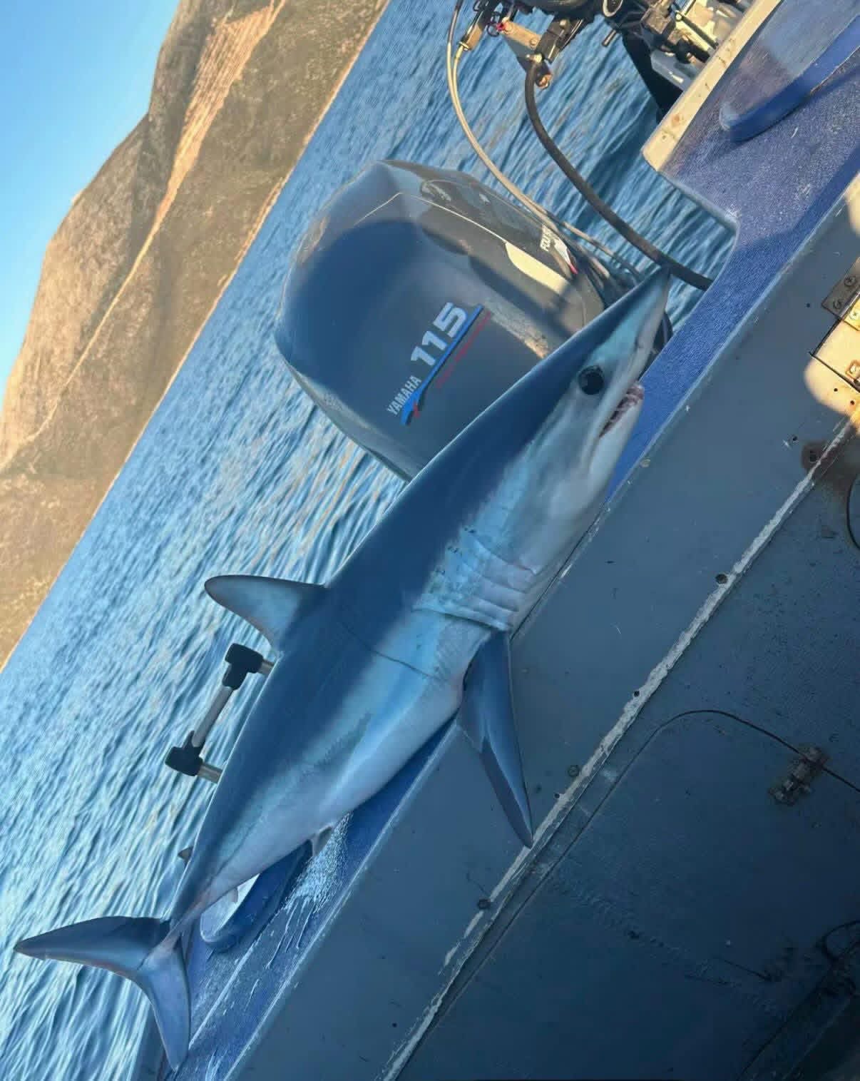 Alldaynews.gr καρχαρία