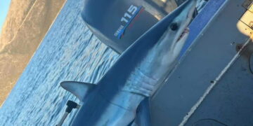 Alldaynews.gr καρχαρία