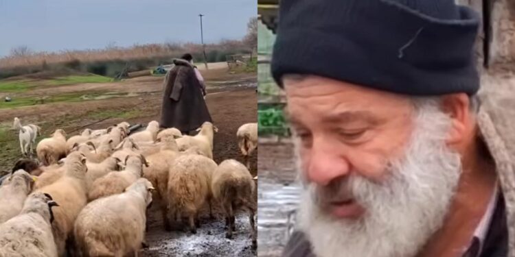 «Δεν έχω κλάψει ποτέ στη ζωή μου, δεν έχω γονατίσει»: Κτηνοτρόφος αποχαιρέτησε τα 450 πρόβατά του που θα θανατωθούν λόγω ευλογιάς