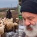 «Δεν έχω κλάψει ποτέ στη ζωή μου, δεν έχω γονατίσει»: Κτηνοτρόφος αποχαιρέτησε τα 450 πρόβατά του που θα θανατωθούν λόγω ευλογιάς