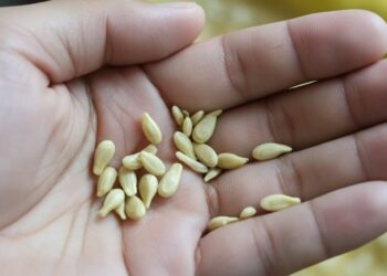 Όταν στύβετε λεμόνια, μην κάνετε το λάθος να πετάξετε τα κουκούτσια: Αξίζουν το βάρος τους σε χρυσάφι όταν