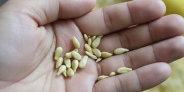 Όταν στύβετε λεμόνια, μην κάνετε το λάθος να πετάξετε τα κουκούτσια: Αξίζουν το βάρος τους σε χρυσάφι όταν