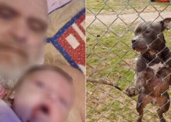 Παππούς με το 3 μηνών εγγονάκι του νεκροί – Τους κατασπάραξαν τα σκυλιά της οικογένειας (video)