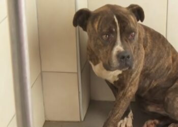 Δεκάδες άτομα θέλουν να υιοθετήσουν το πίτμπουλ που κατασπάραξε το 2χρονο αγοράκι (video)