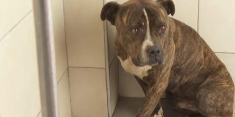 Alldaynews.gr Δεκάδες άτομα θέλουν να υιοθετήσουν το πίτμπουλ που κατασπάραξε το 2χρονο αγοράκι (video)