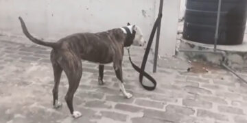 Alldaynews.gr Τραγωδία στην Ζάκυνθο: Νεκρό 18 μηνών παιδί από επίθεση σκύλου μέσα στην αυλή του σπιτιού του