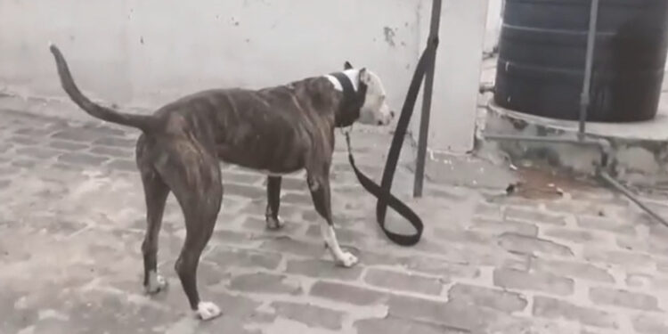 Alldaynews.gr Τραγωδία στην Ζάκυνθο: Νεκρό 18 μηνών παιδί από επίθεση σκύλου μέσα στην αυλή του σπιτιού του