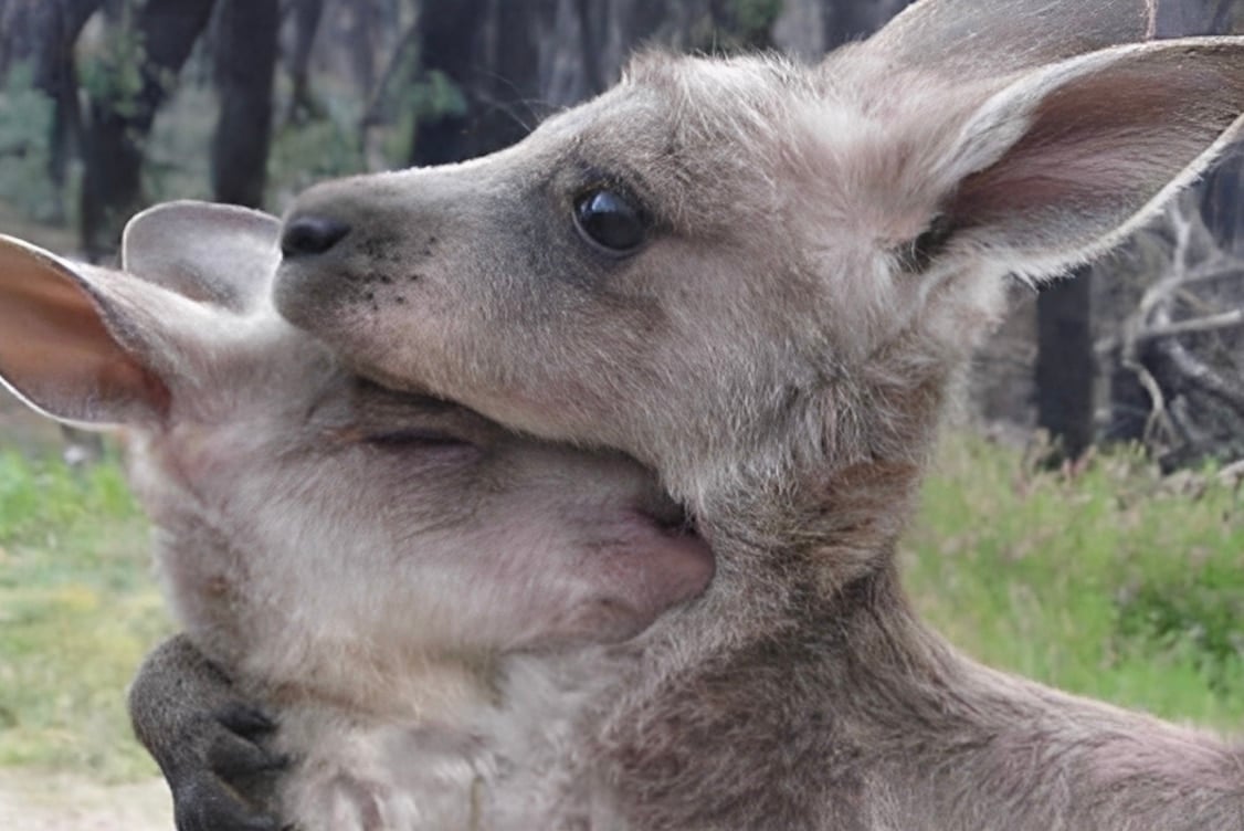 stigmiotypo othonis 2025 09 08 16.11.56