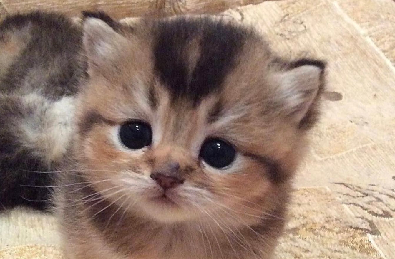 stigmiotypo othonis 2025 09 08 16.14.07