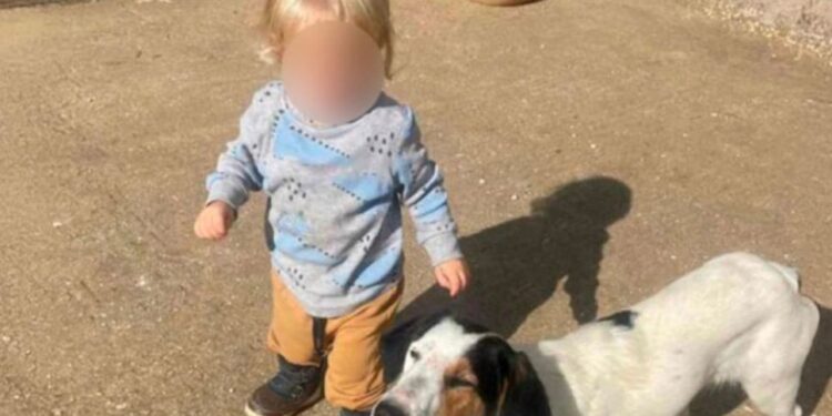 Alldaynews.gr Αυτός είναι το ξανθό αγγελούδι που κατασπάραξε το πίτμπουλ χτες στην Ζάκυνθο – Μαθεύτηκε όλη η αλήθεια