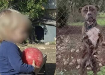 Θρήνος για τον μικρό άγγελο της Ζακύνθου – Αυτός είναι ο λόγος που το πίτμπουλ τον κατασπάραξε και τον σκότωσε