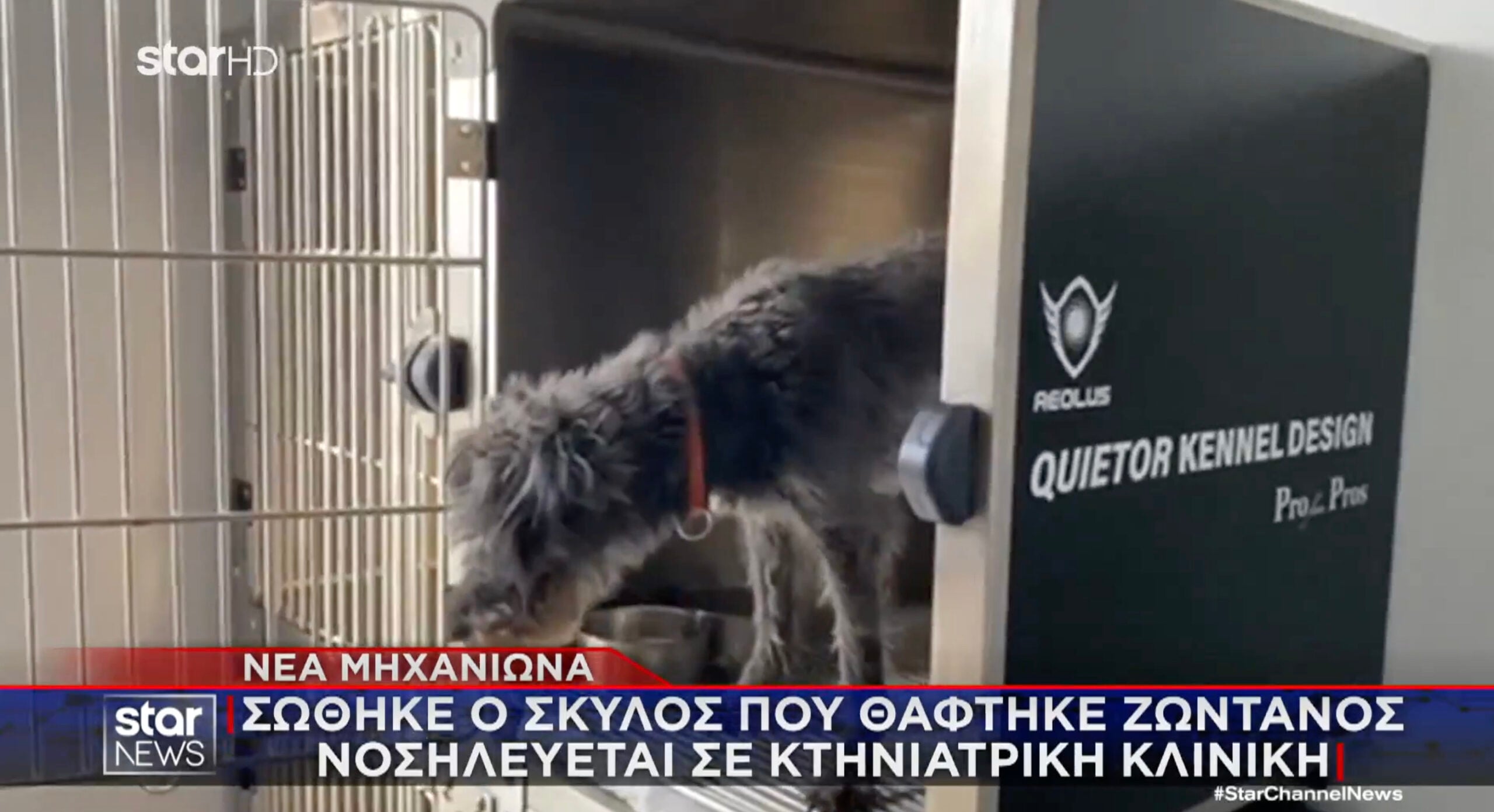 Αυτός είναι ο σκύλος που έθαψε ο 90χρονος ζωντανό στη Θεσσαλονίκη - Ο λόγος που το έκανε 4 stigmiotypo othonis 2025 12 11 20.22.04 scaled