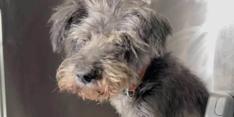 Συγκλονίζει ο αστυνομικός που έσωσε τον θαμμένο σκύλο στη Θεσσαλονίκη – «Τον άκουσα να κλαίει από κάτω»