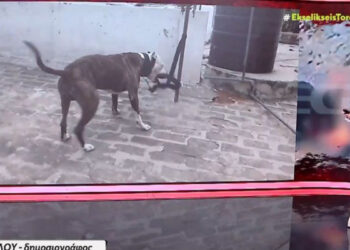 ΕΚΤΑΚΤΟ – Τραγωδία: Νεκρό 2 ετών παιδί μετά από επίθεση σκύλου (video)