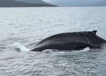 Φάλαινα κόβει βόλτες σε γνωστό Κόλπο στην Ελλάδα – Κολυμπούσε σε απόσταση αναπνοής (video)