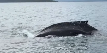 Φάλαινα κόβει βόλτες σε γνωστό Κόλπο στην Ελλάδα – Κολυμπούσε σε απόσταση αναπνοής (video)