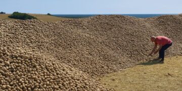 Αγρότης έμεινε με 32 τόνους πατάτες που κανείς δεν ήθελε – μέχρι που το χωράφι του πλημμύρισε από αυτοκίνητα