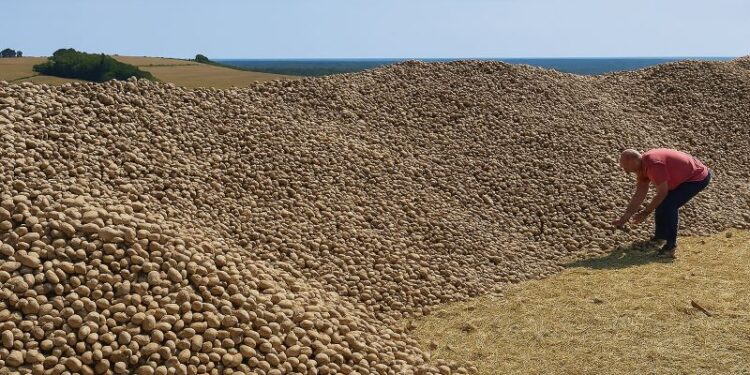 Αγρότης έμεινε με 32 τόνους πατάτες που κανείς δεν ήθελε – μέχρι που το χωράφι του πλημμύρισε από αυτοκίνητα