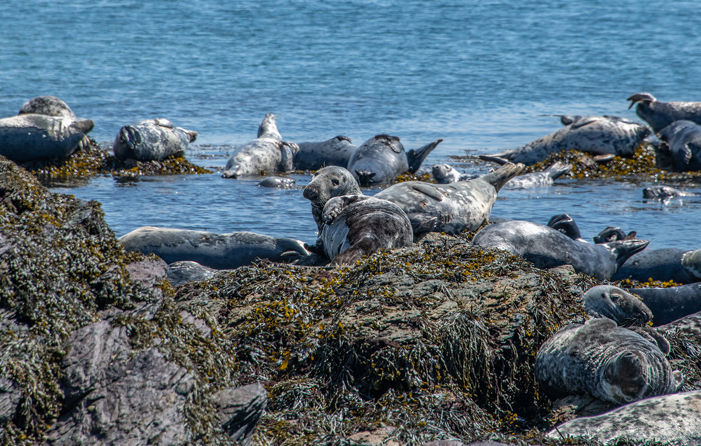 Μπάρντσεϊ Ουαλία Μπάρντσεϊ Ουαλία