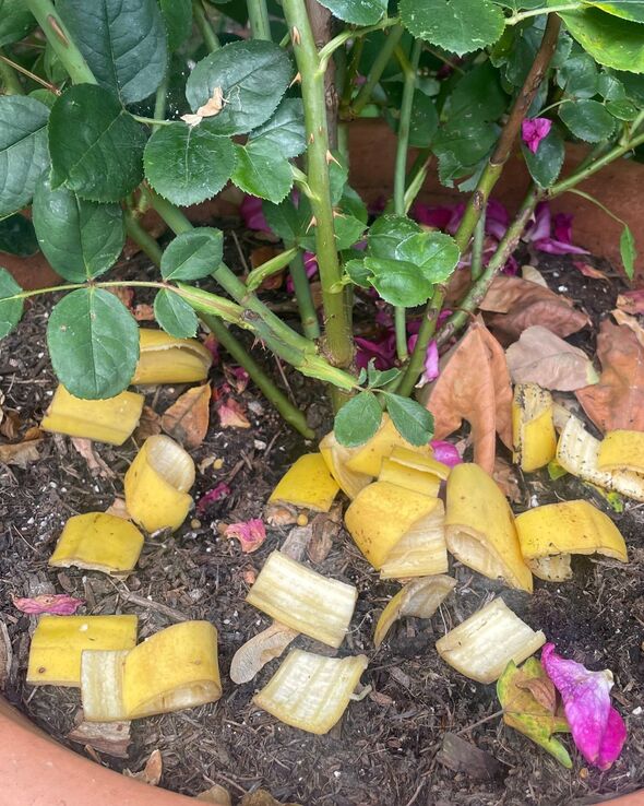 banana peel can help to increase potassium levels 4914411