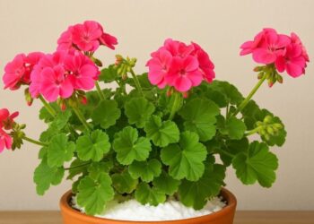 Η μαγειρική σόδα κάνει τα λουλούδια να ανθίζουν και να γίνονται πιο πλούσια; 10 από τα καλύτερα κόλπα κηπουρικής που οι περισσότεροι δεν γνωρίζουν