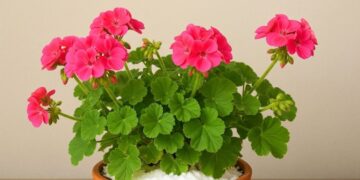 Η μαγειρική σόδα κάνει τα λουλούδια να ανθίζουν και να γίνονται πιο πλούσια; 10 από τα καλύτερα κόλπα κηπουρικής που οι περισσότεροι δεν γνωρίζουν