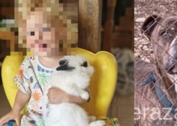 Βγήκε το πόρισμα των κτηνιάτρων για το πίτμπουλ που σκότωσε το 2χρονο παιδί – Γιατί συνέβη η τραγωδία;