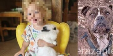 Βγήκε το πόρισμα των κτηνιάτρων για το πίτμπουλ που σκότωσε το 2χρονο παιδί – Γιατί συνέβη η τραγωδία;