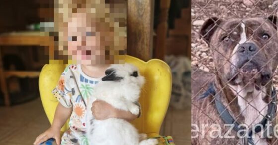 Alldaynews.gr Βγήκε το πόρισμα των κτηνιάτρων για το πίτμπουλ που σκότωσε το 2χρονο παιδί – Γιατί συνέβη η τραγωδία;