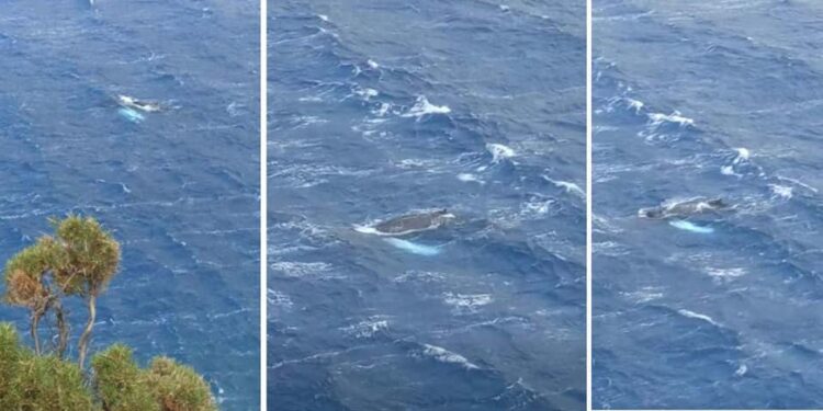 Εντυπωσιακό βίντεο – Εμφανίστηκε φάλαινα στην Κάλυμνο στον κόλπο των Αργινώντων