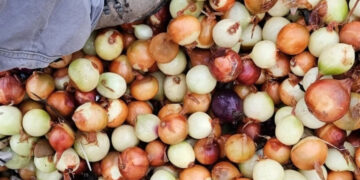 Χιλιάδες τηγανητές πατάτες και κρεμμύδια ξεβράστηκαν σε παραλία (video)