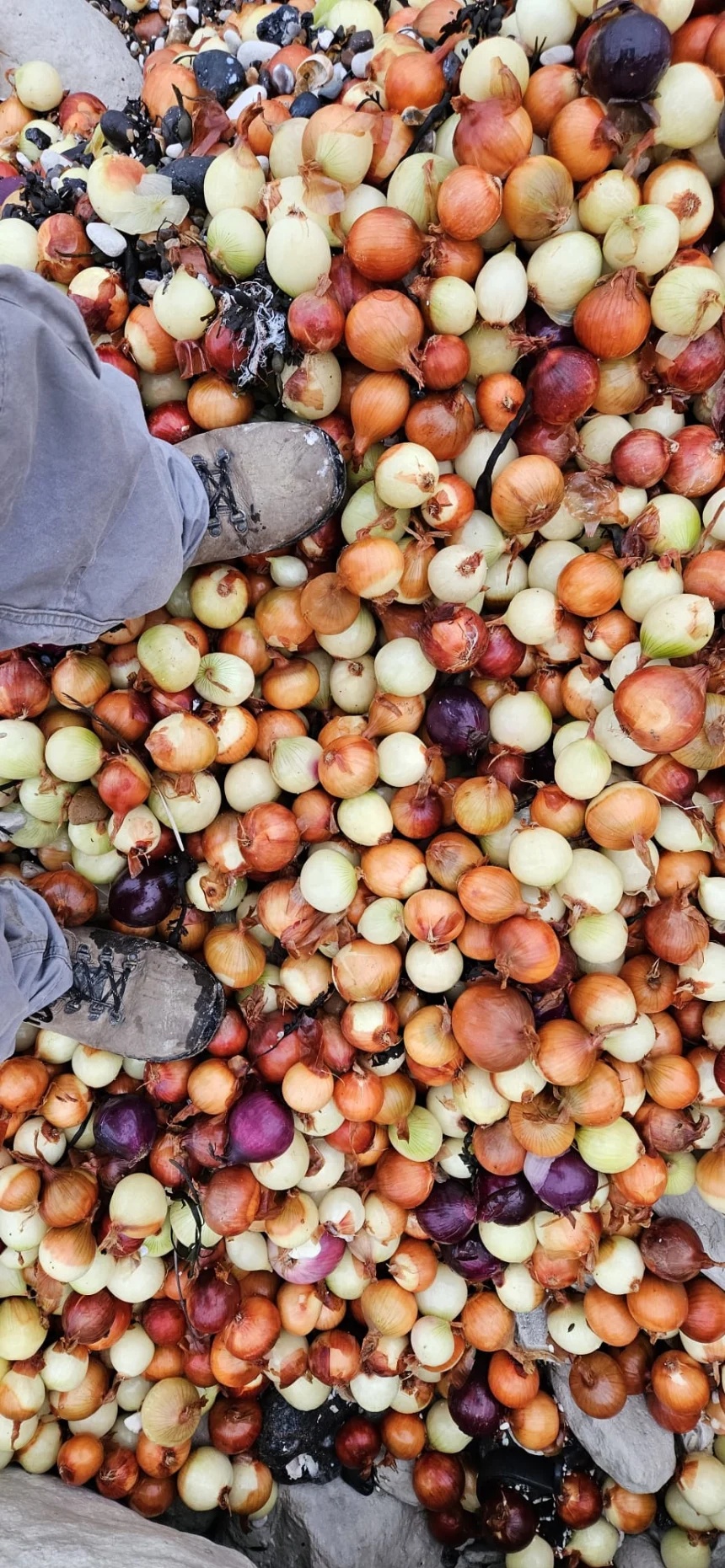 Κρεμμύδια - Παραλία Αγγλία