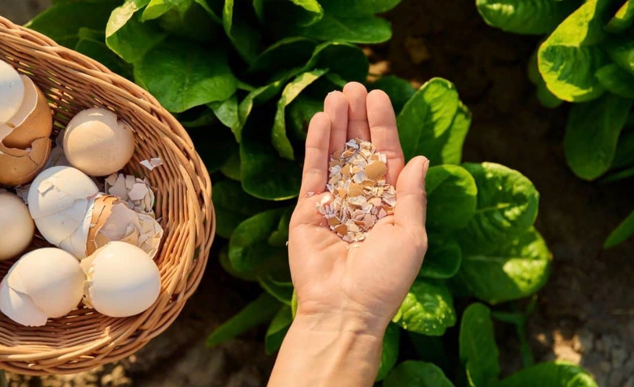 stigmiotypo othonis 2025 12 22 03.18.29