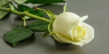 Alldaynews.gr Η απώλεια του γονιού, δεν ξεπερνιέται ποτέ