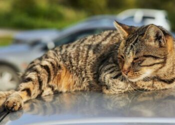 Γιατί οι αδέσποτες γάτες κάθονται πάνω στα αμάξια; Ο λόγος θα σε εκπλήξει