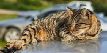 Γιατί οι αδέσποτες γάτες κάθονται πάνω στα αμάξια; Ο λόγος θα σε εκπλήξει