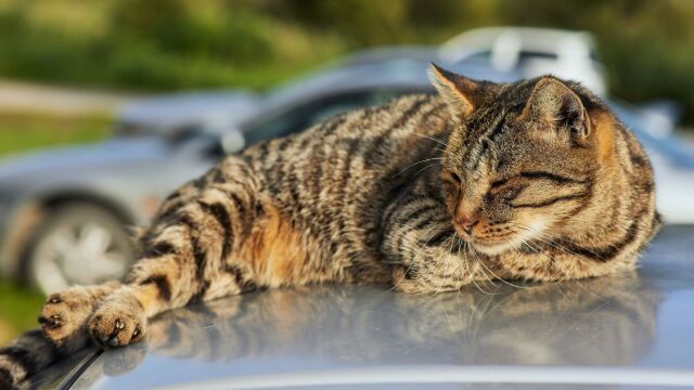 Γιατί οι αδέσποτες γάτες κάθονται πάνω στα αμάξια; Ο λόγος θα σε εκπλήξει