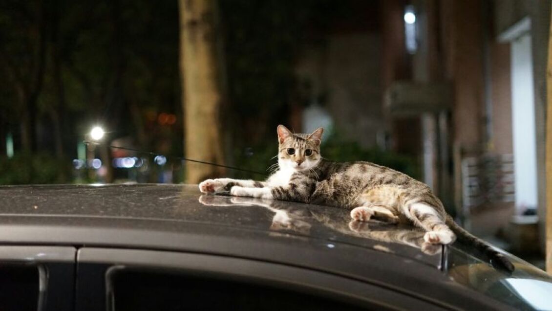 adespoti-gata-autokinito-asfaleia