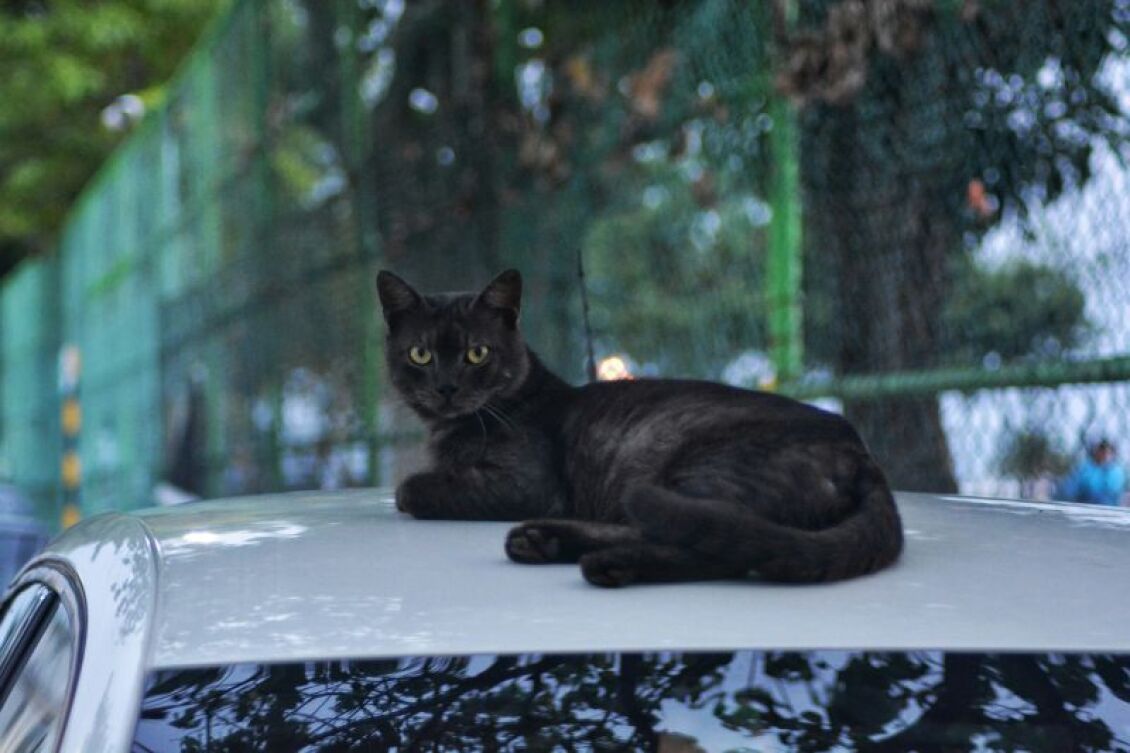 gata-ksekourazei-orofi-amaxiou