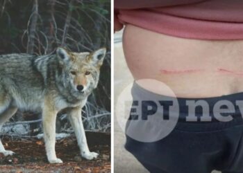 «Με δάγκωσε και μου έσκισε τα ρούχα» – Συγκλονίζει η περιγραφή του άνδρα που δέχτηκε επίθεση από λύκο (video)
