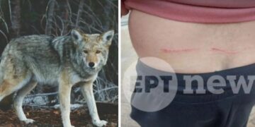 Alldaynews.gr «Με δάγκωσε και μου έσκισε τα ρούχα» – Συγκλονίζει η περιγραφή του άνδρα που δέχτηκε επίθεση από λύκο (video)